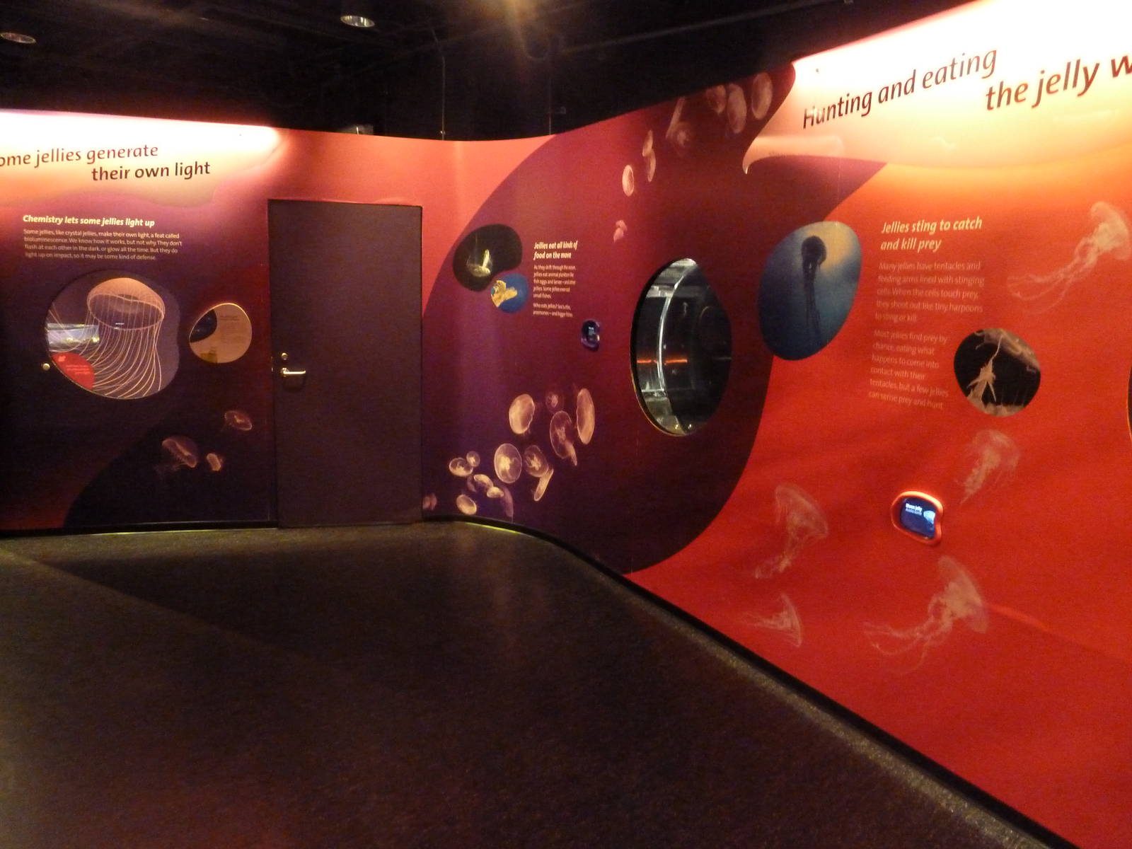 Jellies - Temporary Exhibit