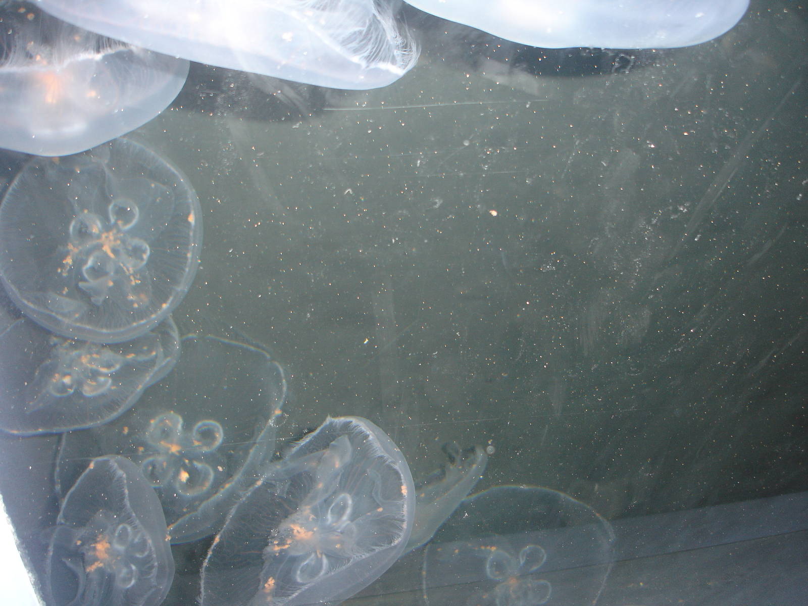 Jellies