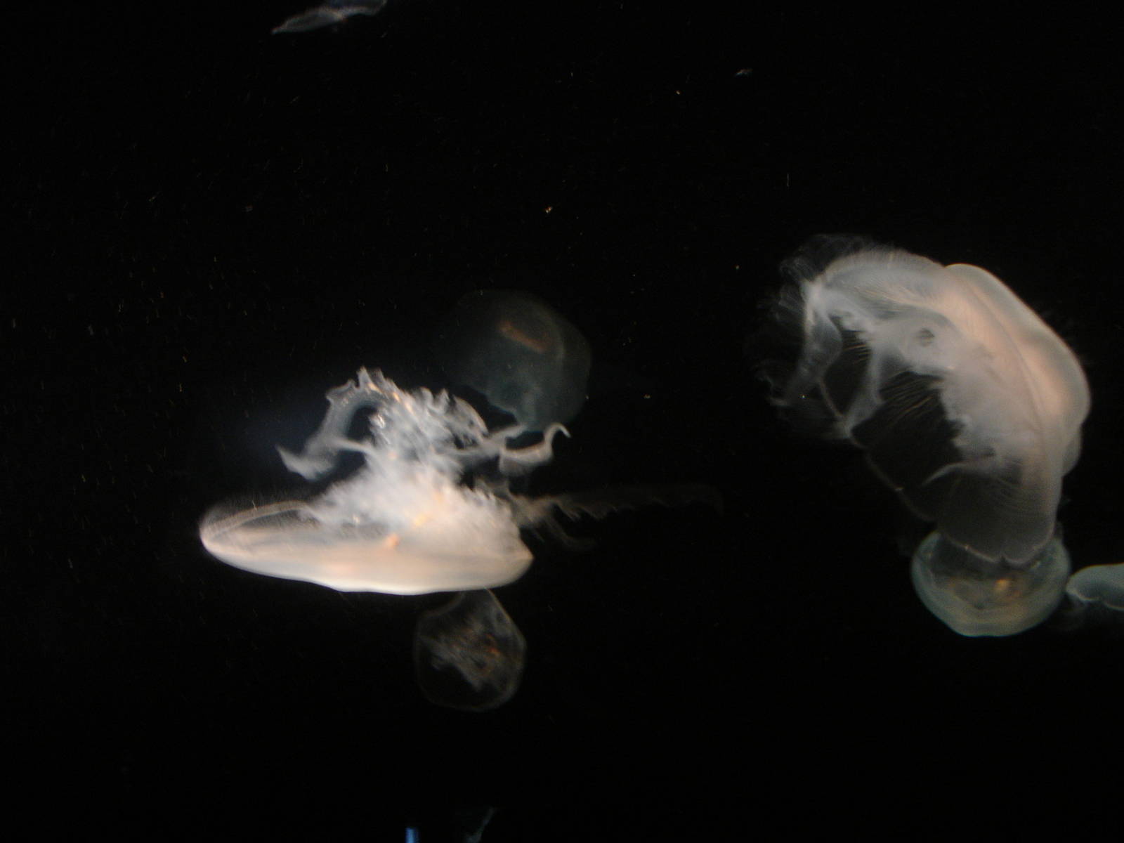 Jellies