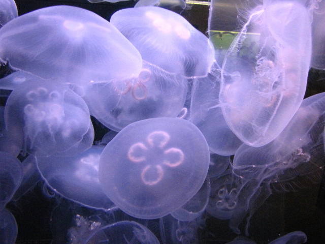 Jellies