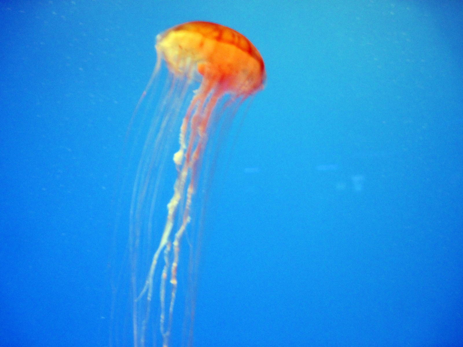 Jelliws Invasion: Oceans Out of Balance