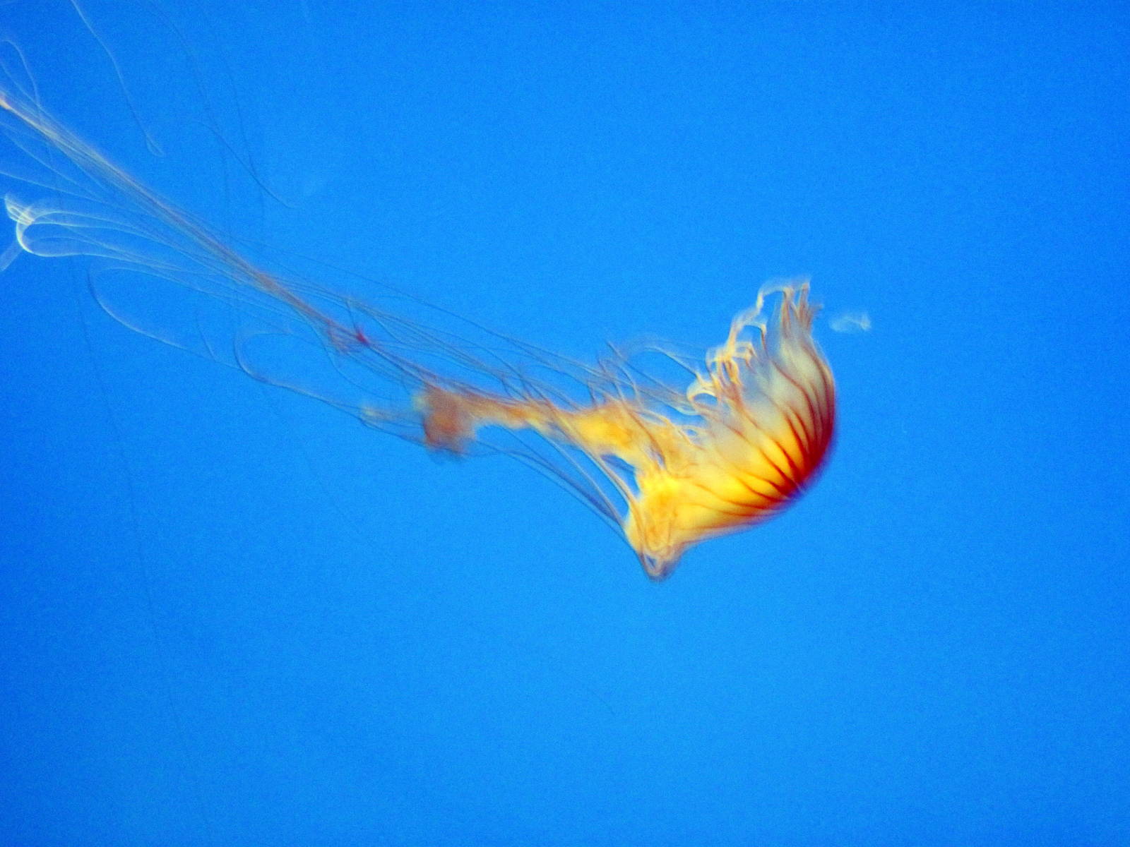 Jelliws Invasion: Oceans Out of Balance