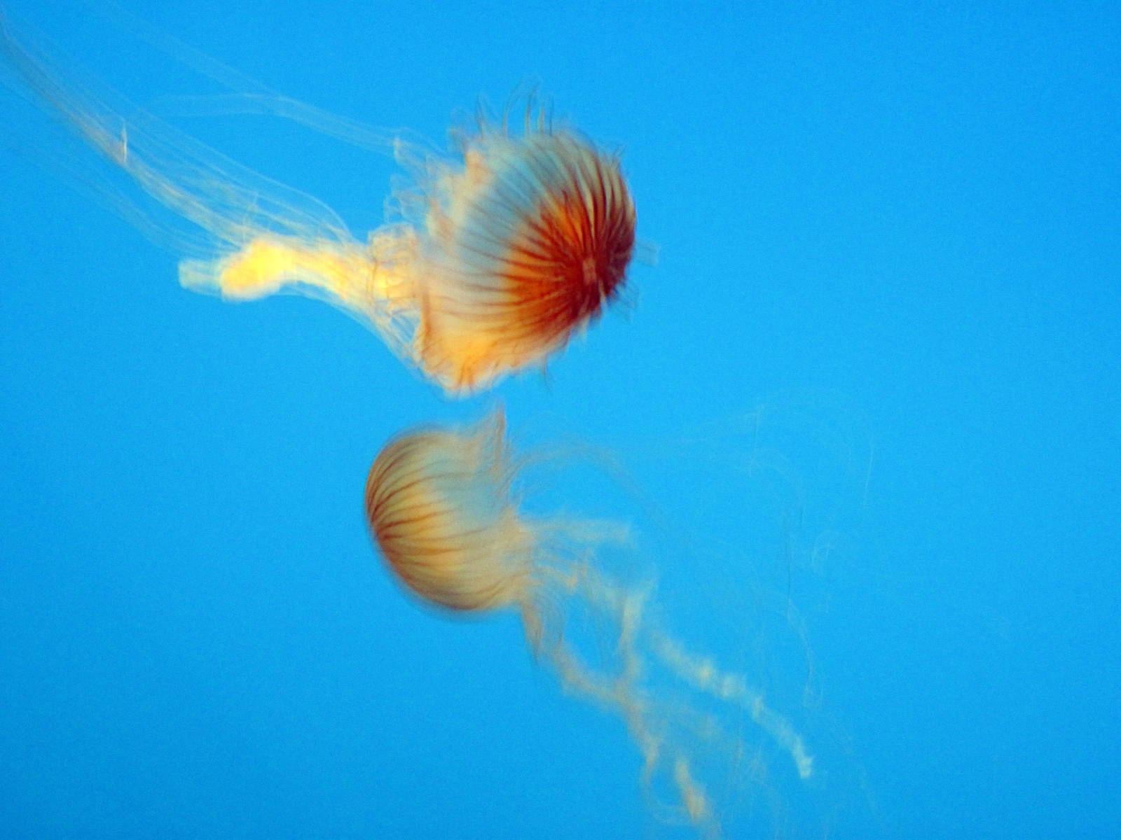 Jelliws Invasion: Oceans Out of Balance