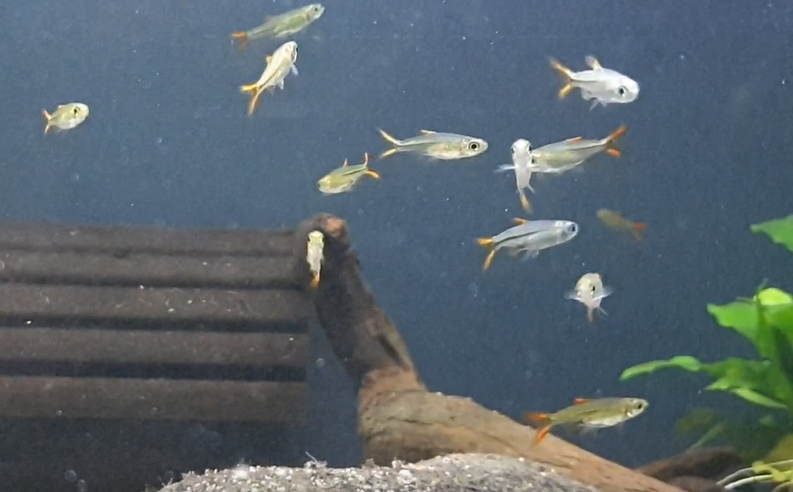 Jelly-bean tetra - Ladigesia roloffi