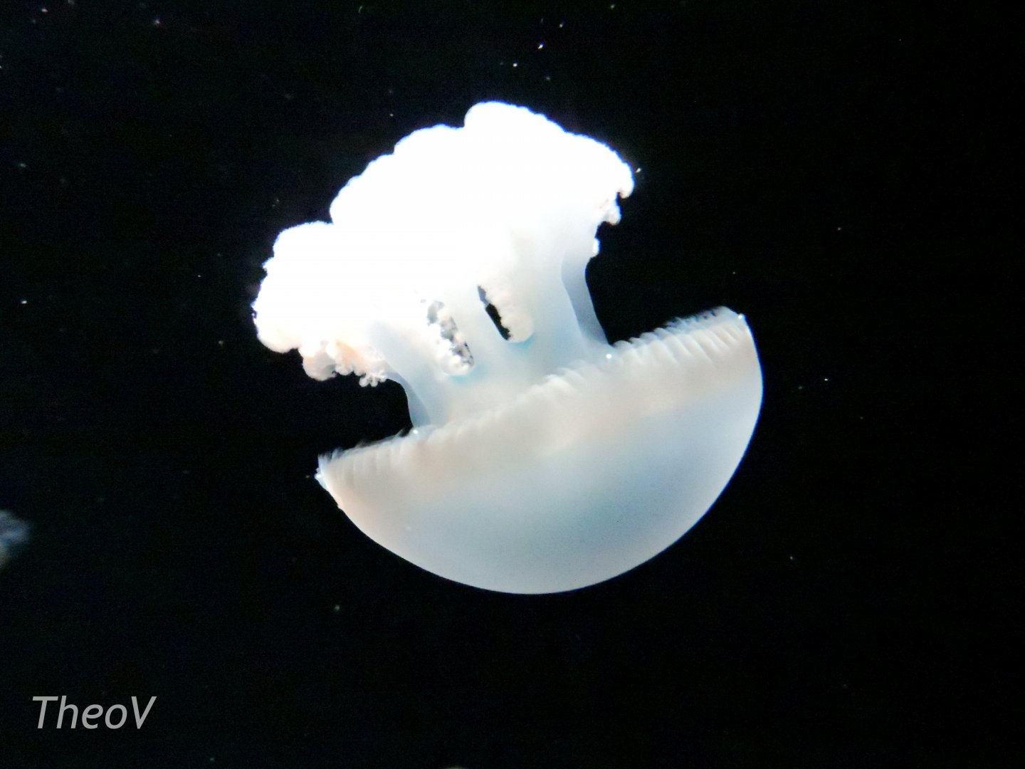 Jelly blubber [2015]