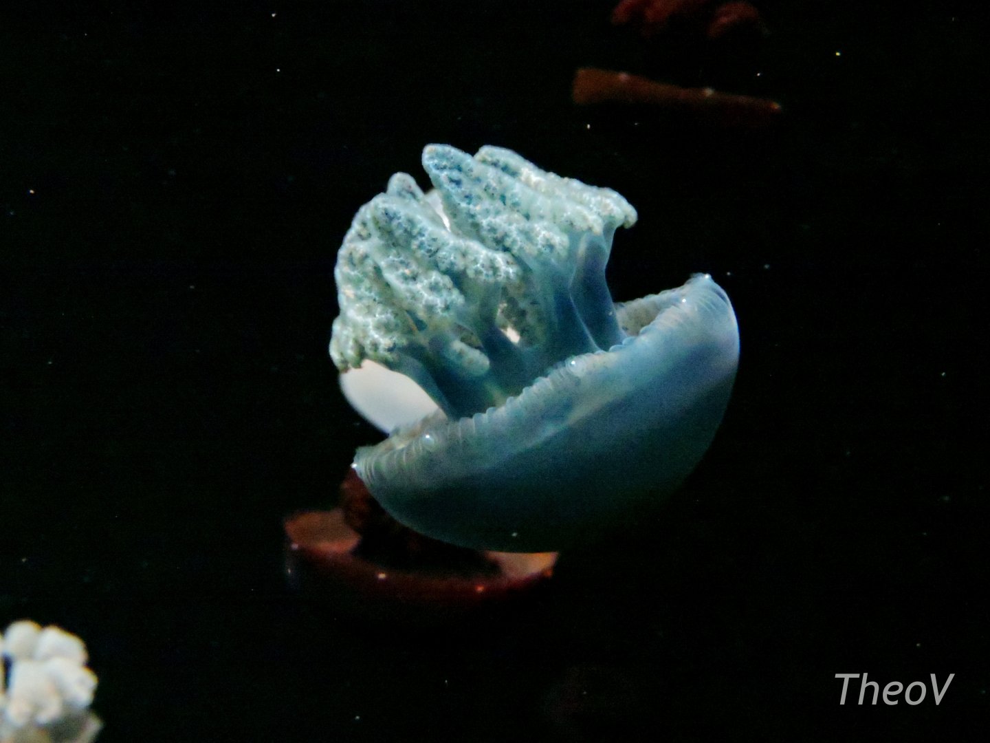 Jelly blubber [2015]