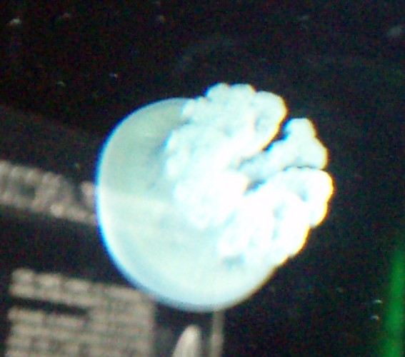 Jelly Blubber (Catostylus mosaicus)