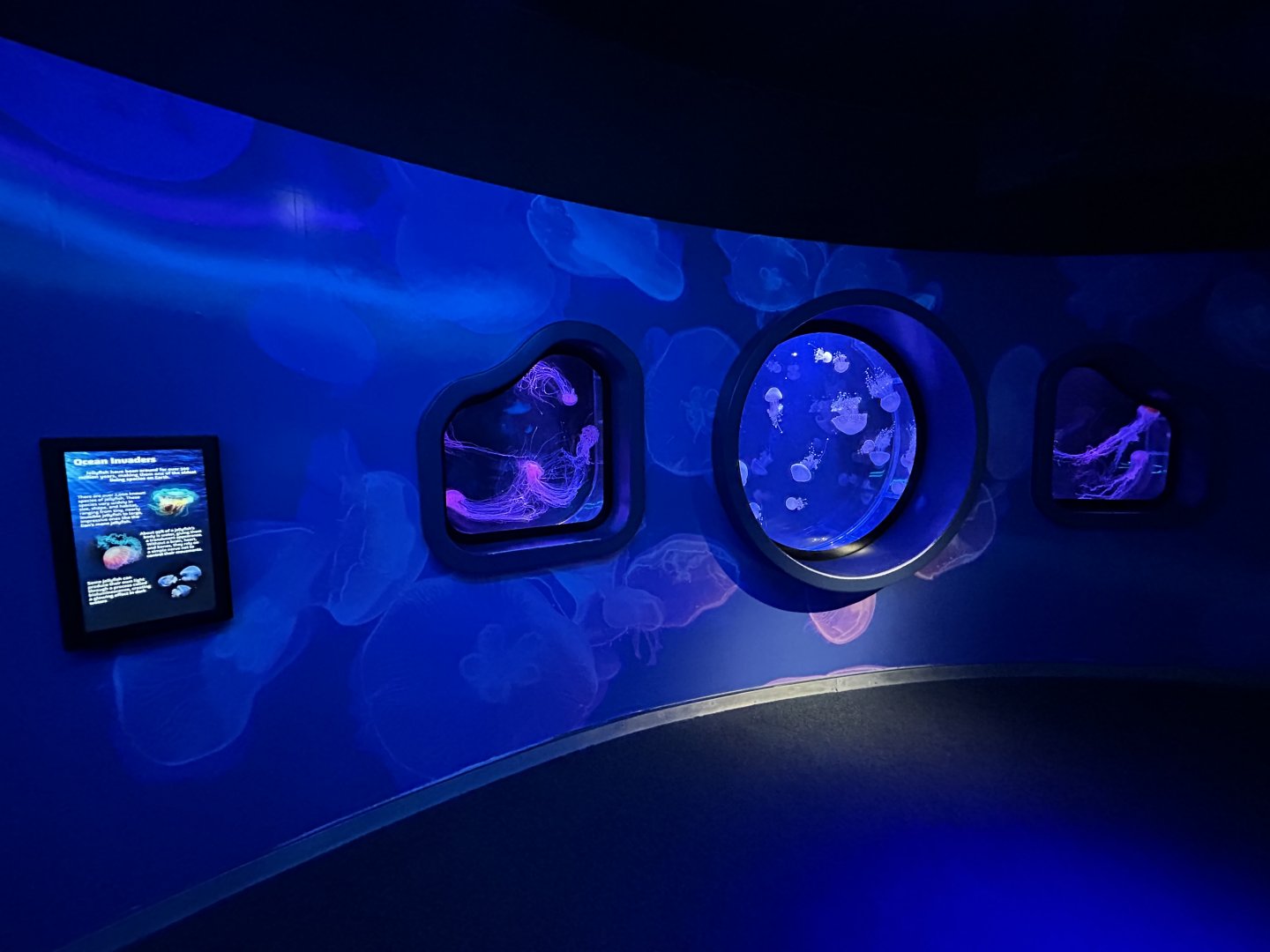 Jelly Exhibits (3 species)