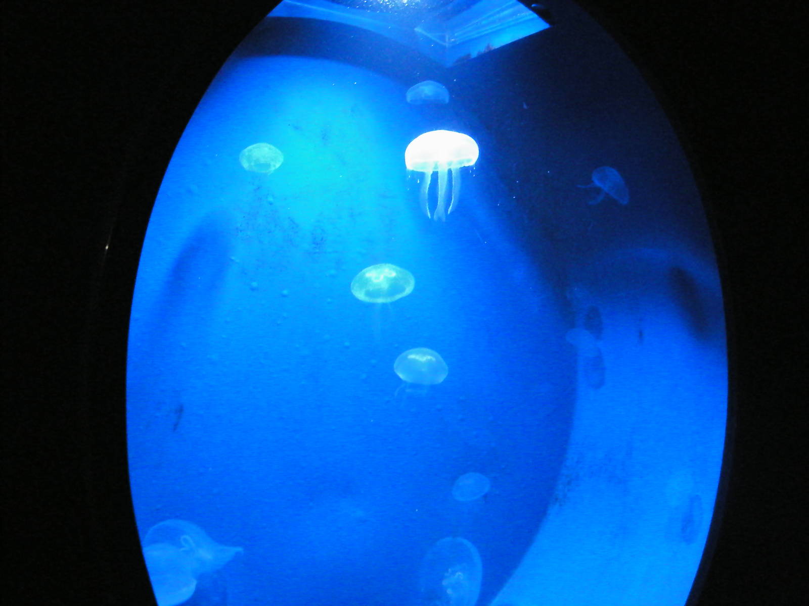 Jelly fish tank