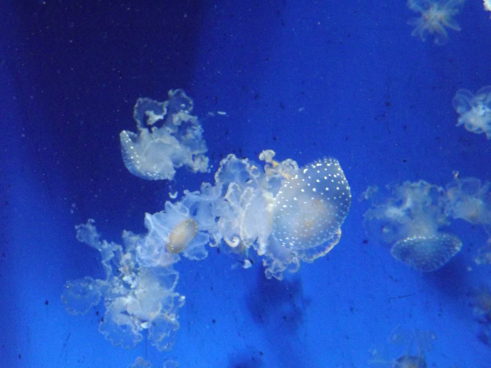 Jelly fish