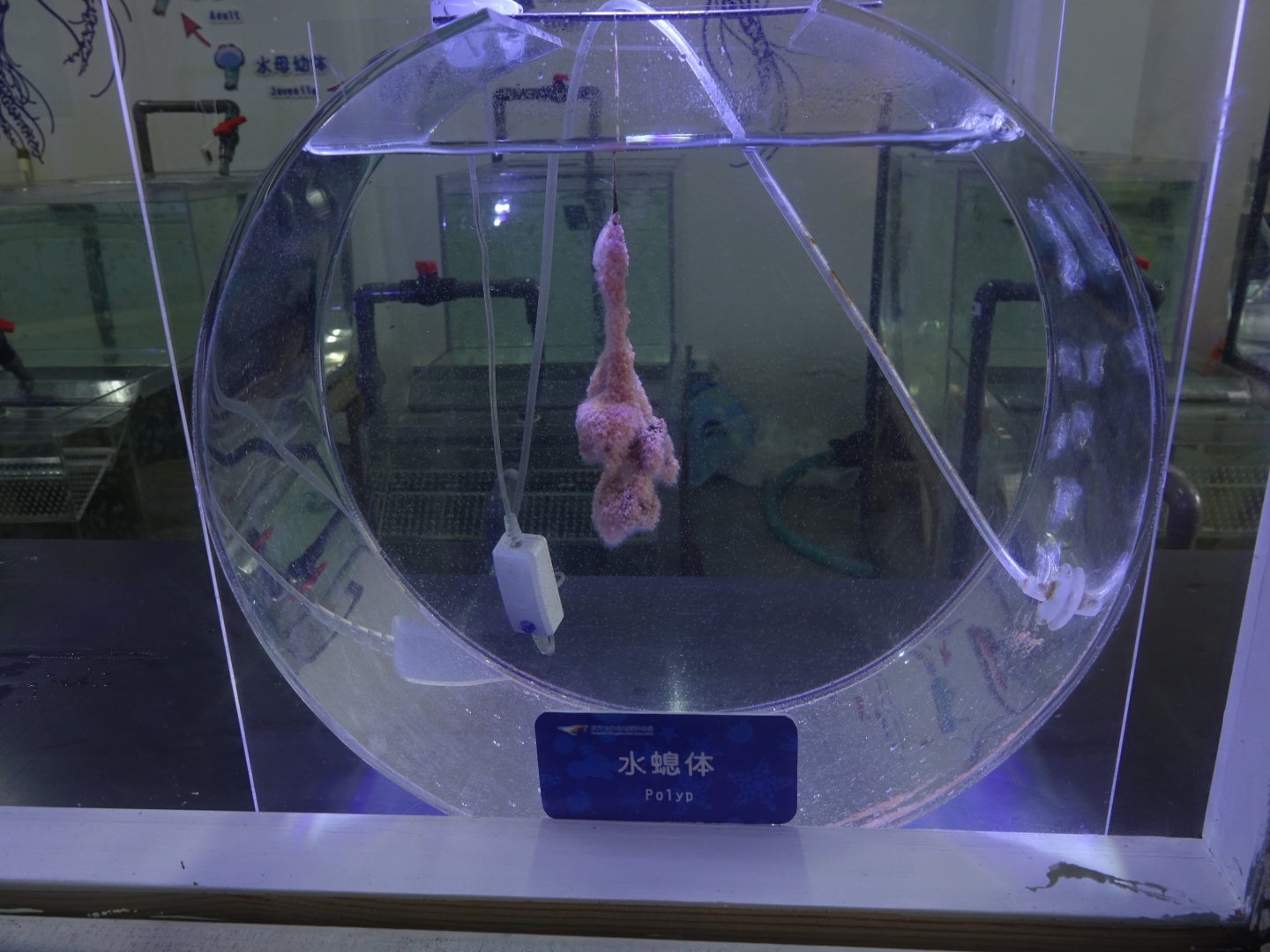 Jelly fishes polyps - 16.04.2018