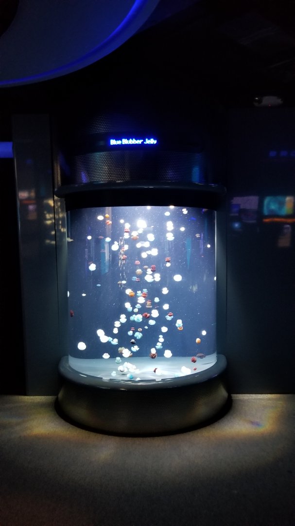 Jelly Invasion: Blue Blubber Jelly