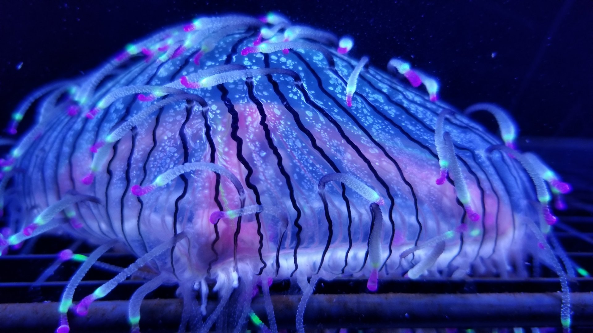 Jelly Invasion: Flower Hat Jelly