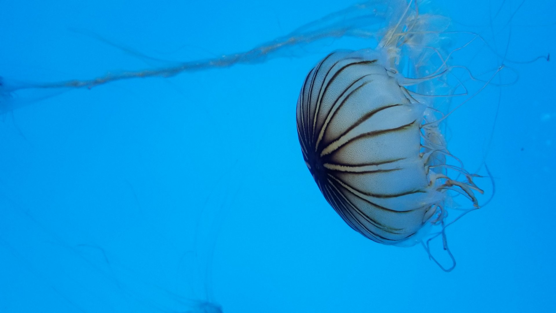 Jelly Invasion: Japanese Sea Nettle