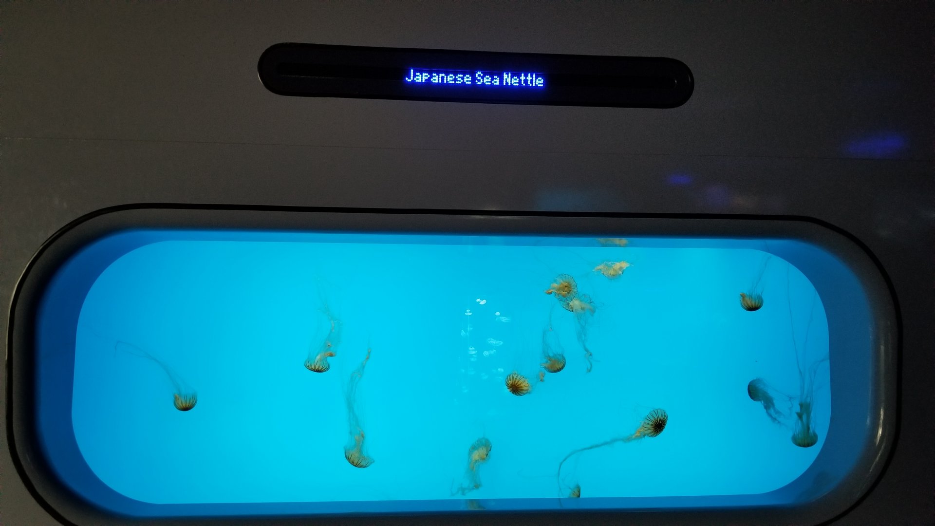 Jelly Invasion: Japanese Sea Nettles