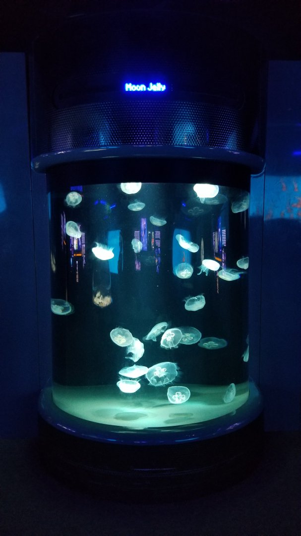 Jelly Invasion: Moon Jellies