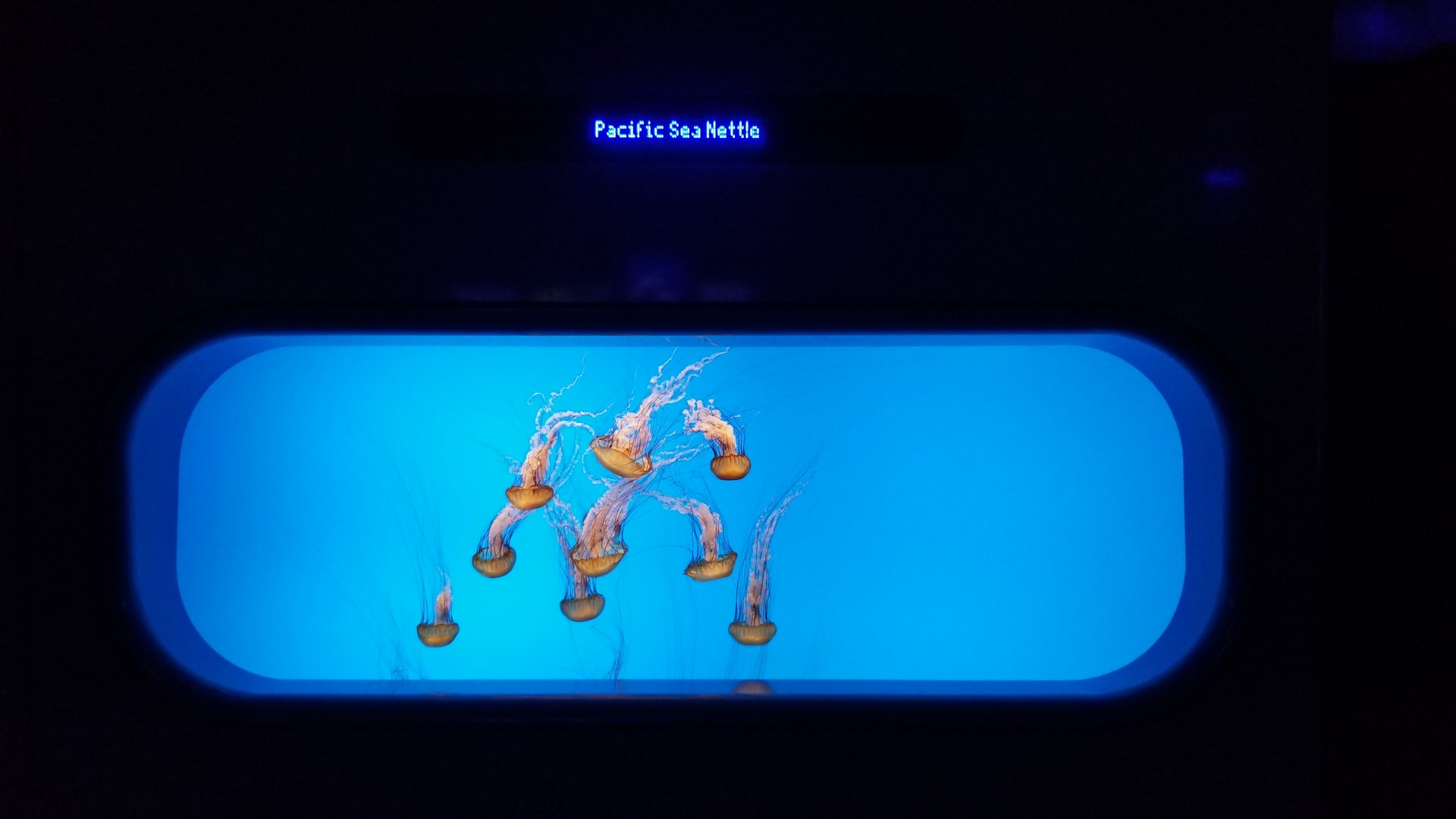 Jelly Invasion: Pacific Sea Nettles