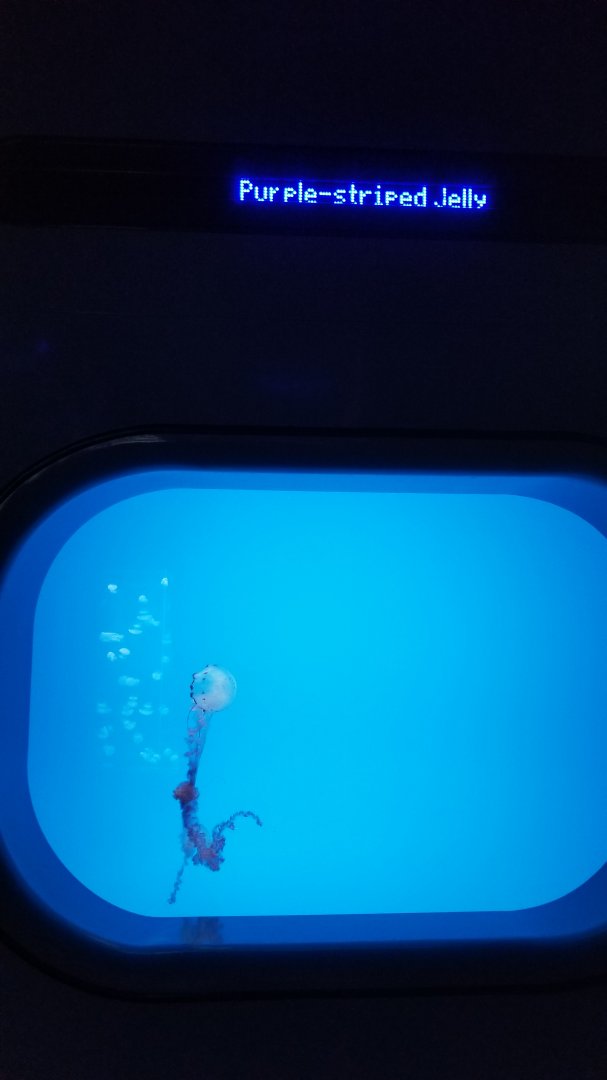 Jelly Invasion: Purple Striped Jelly