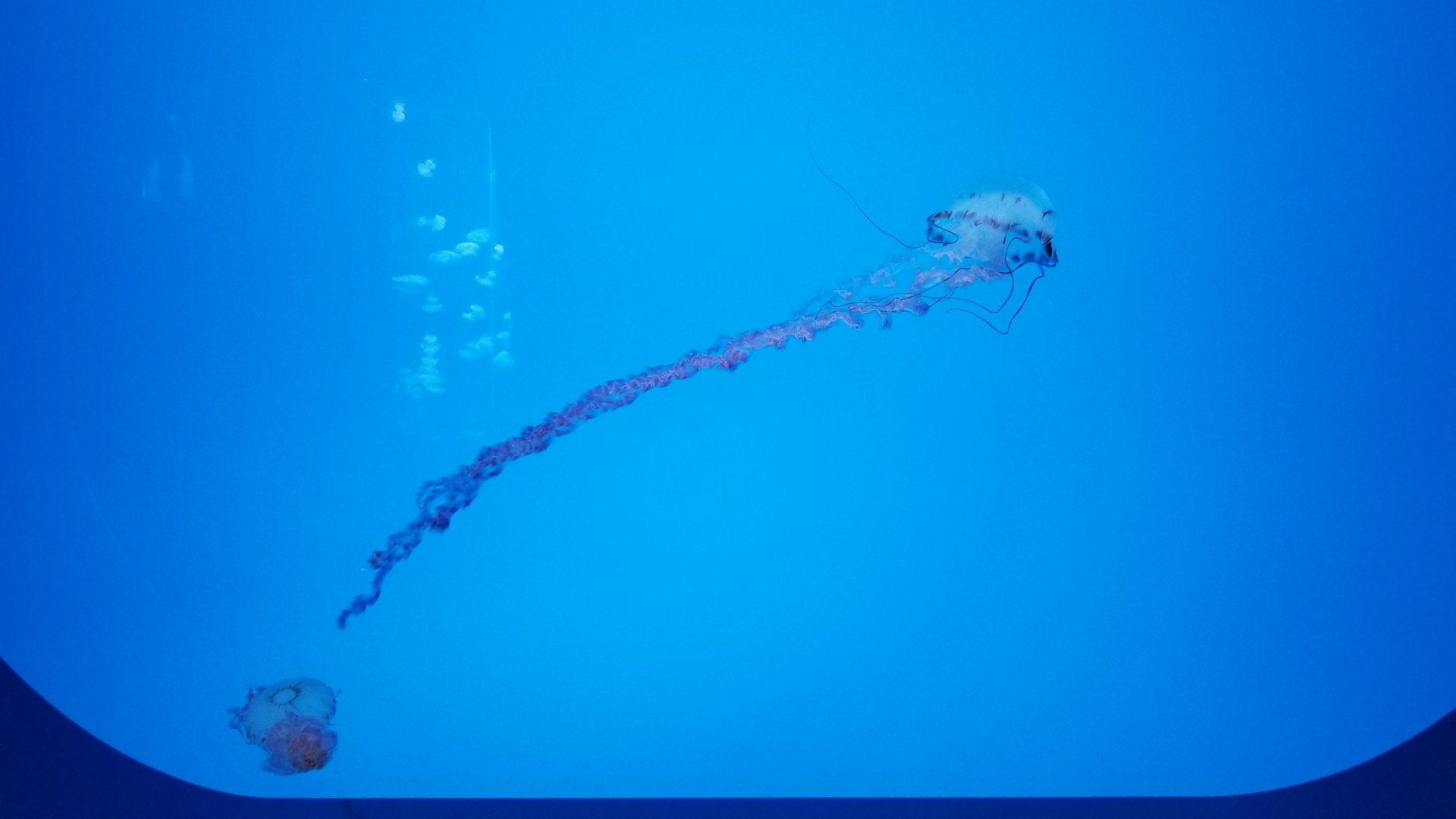 Jelly Invasion: Purple Striped Jelly