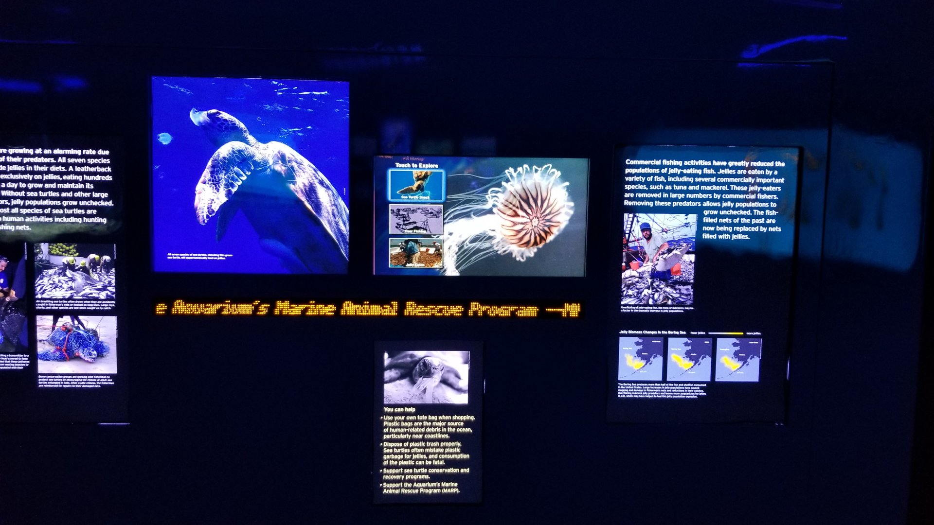 Jelly Invasion: Signage about jellies taking over and what's killing their predators