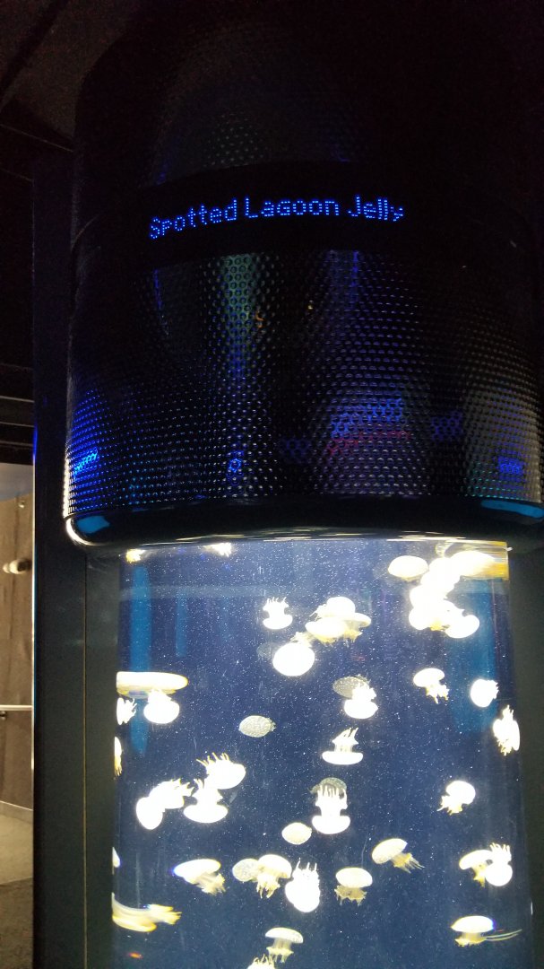 Jelly Invasion: Spotted Lagoon Jelly