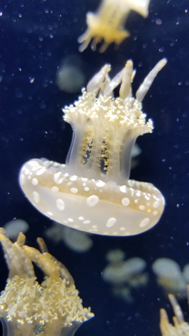 Jelly Invasion: Spotted Lagoon Jelly