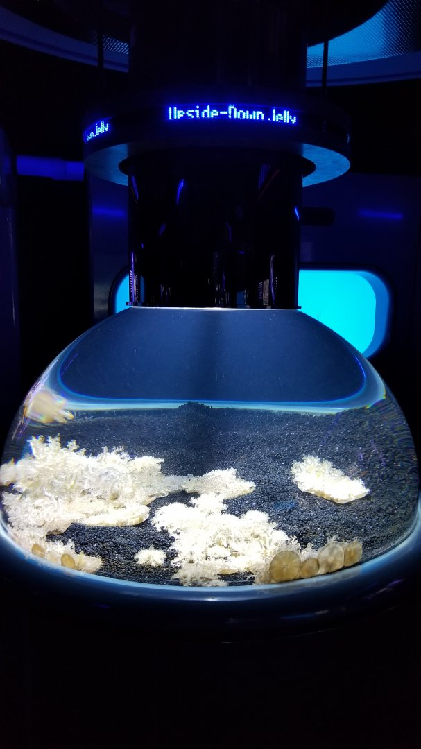 Jelly Invasion: Upside Down Jellies