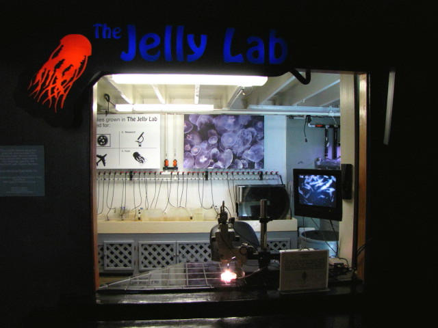 Jelly Lab