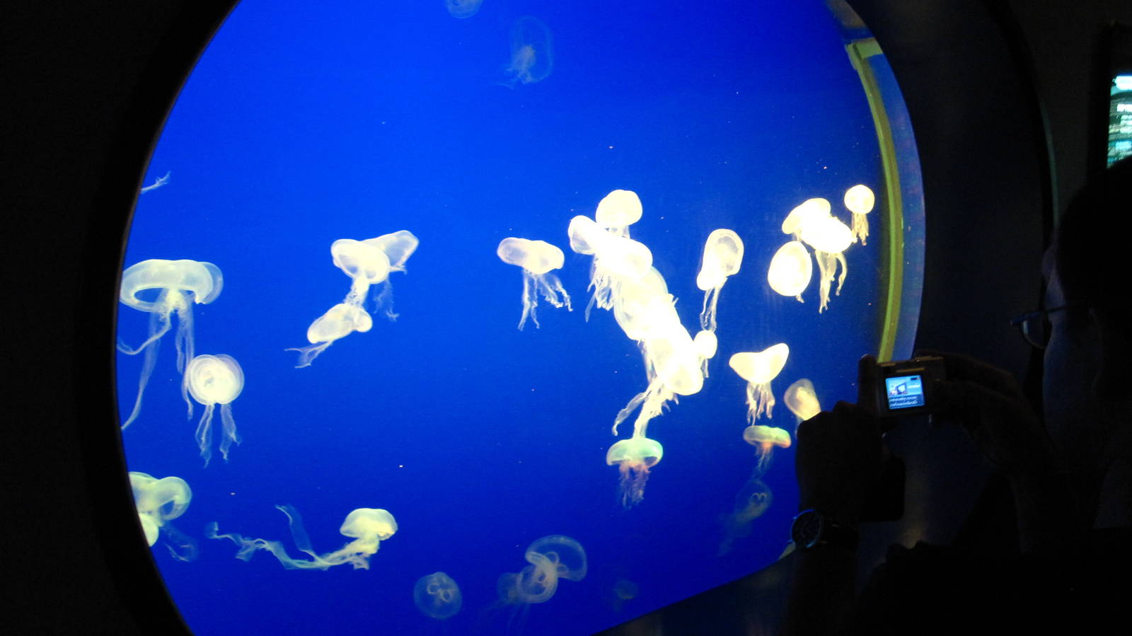 Jelly World - Moon Jellies