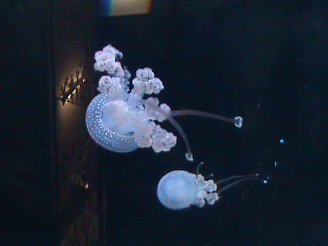 jellyfish 030910