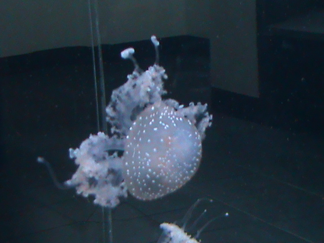 jellyfish 030910