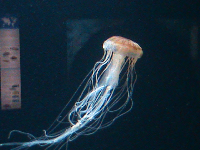 jellyfish 030910