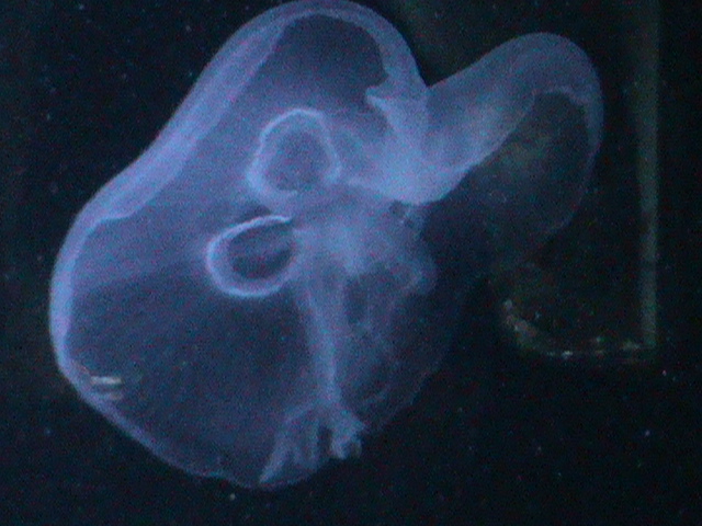 jellyfish 030910
