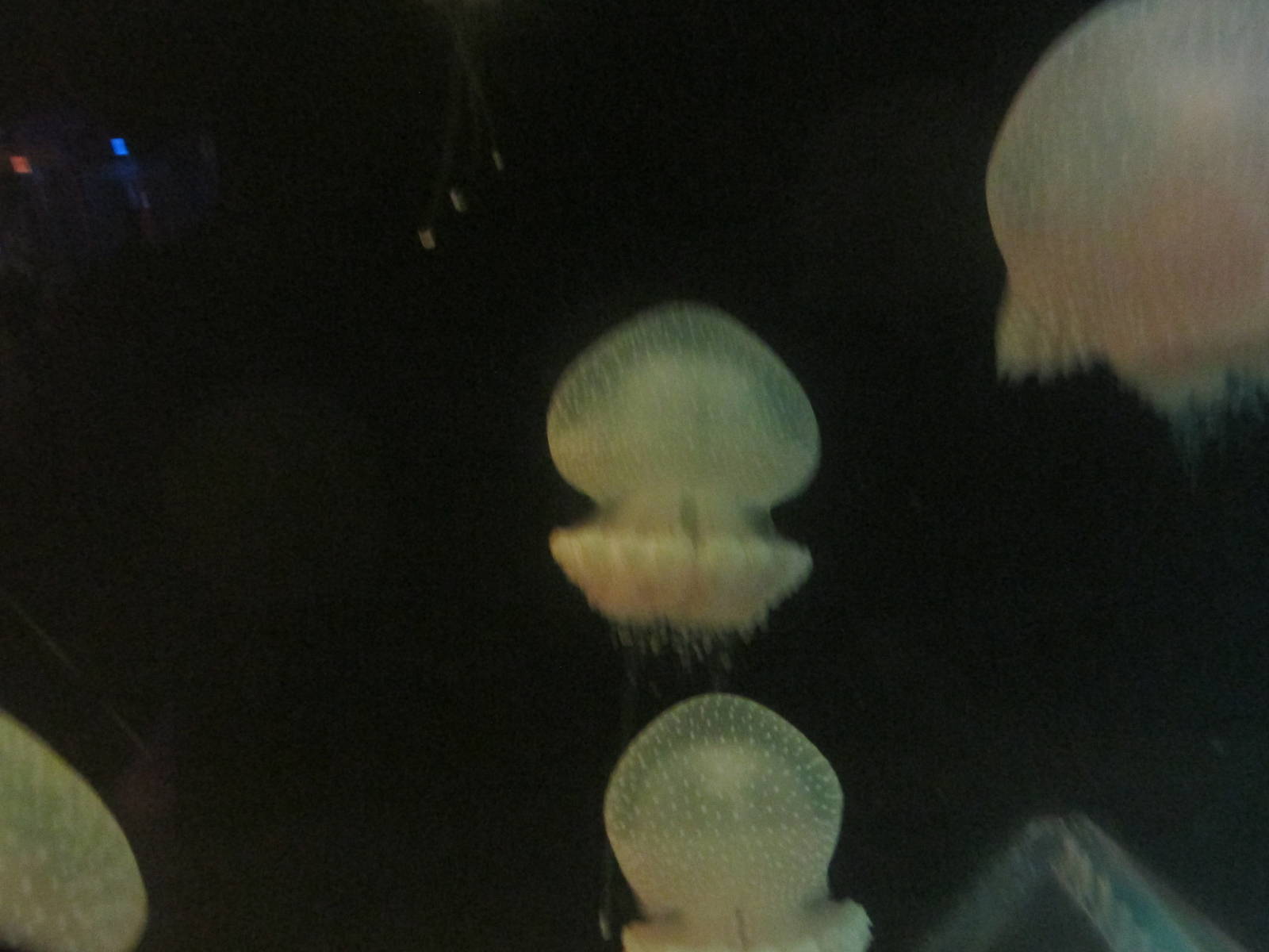 jellyfish acuario inbursa