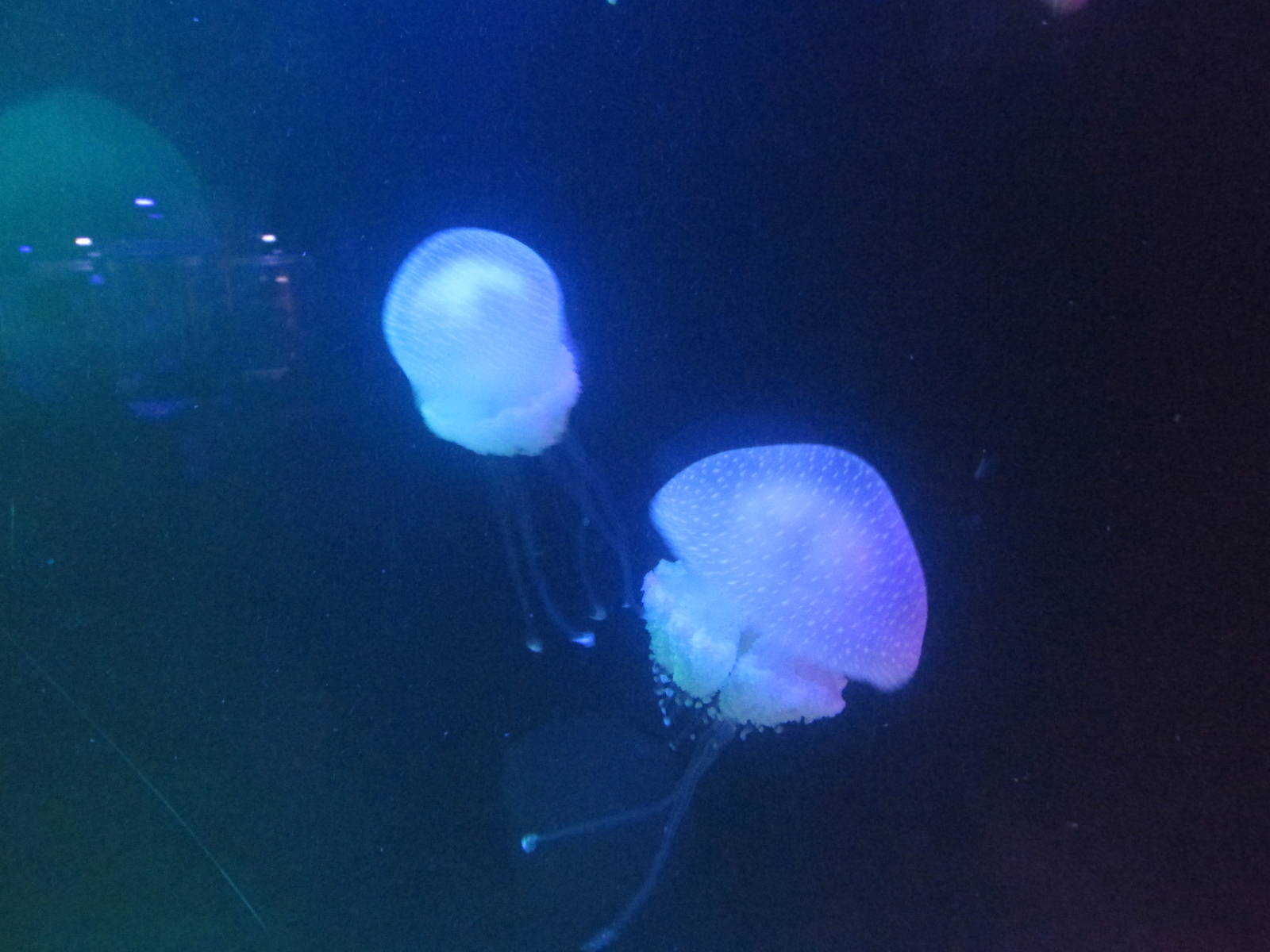 jellyfish acuario inbursa