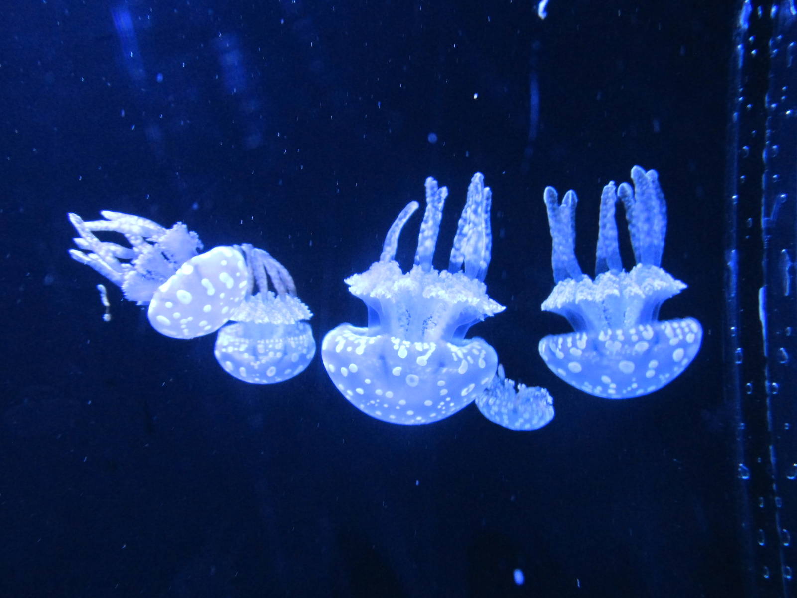 jellyfish acuario inbursa