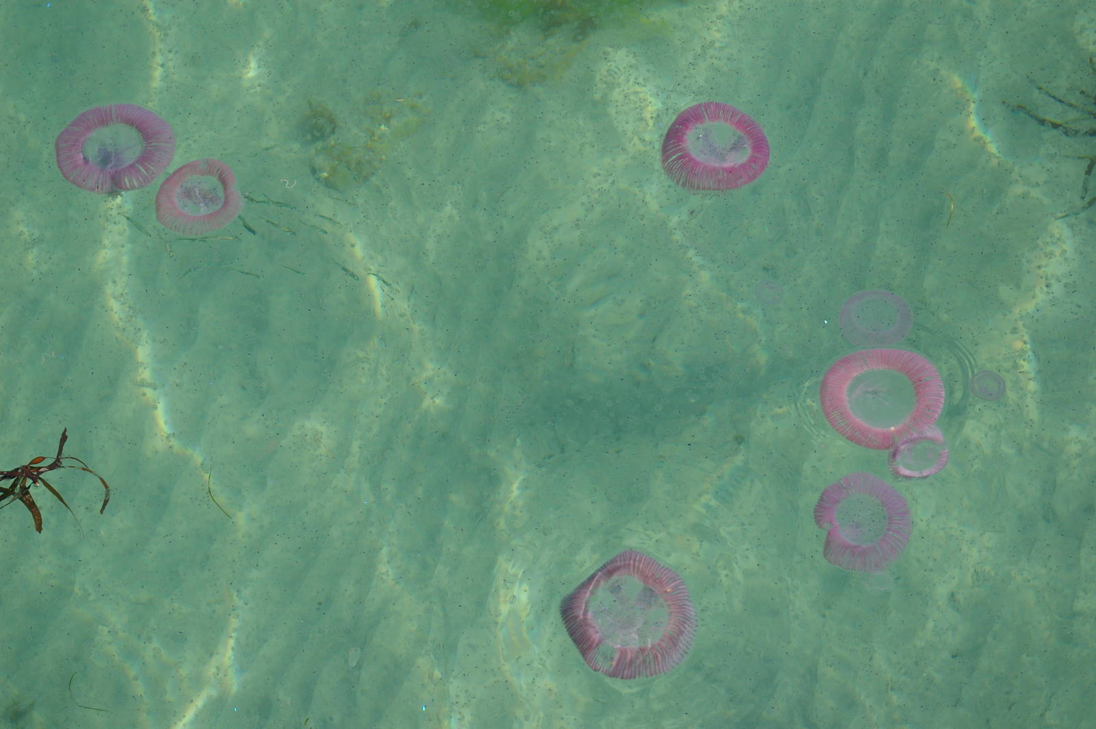 jellyfish and salps swarming