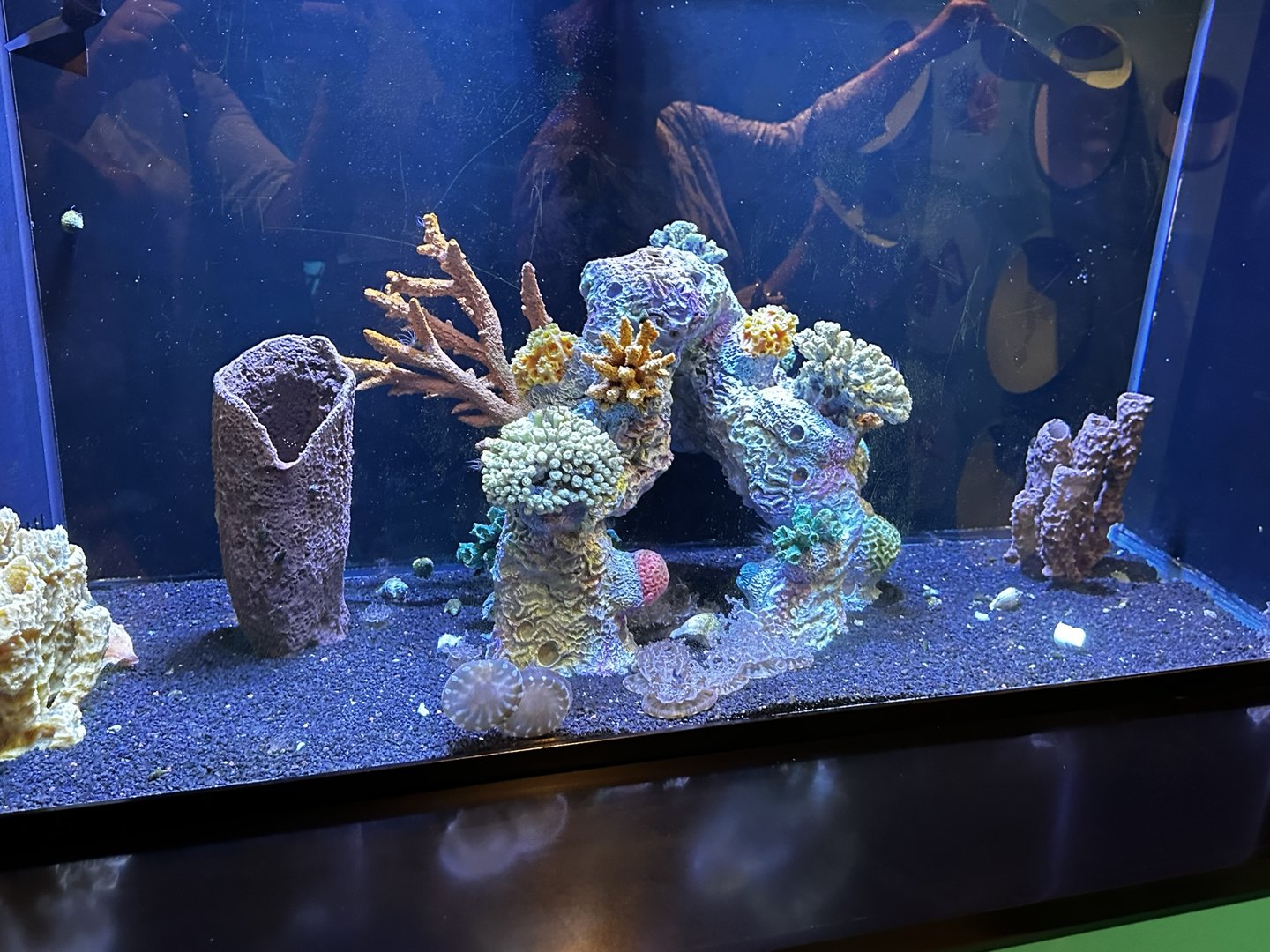 Jellyfish Aquarium Tank