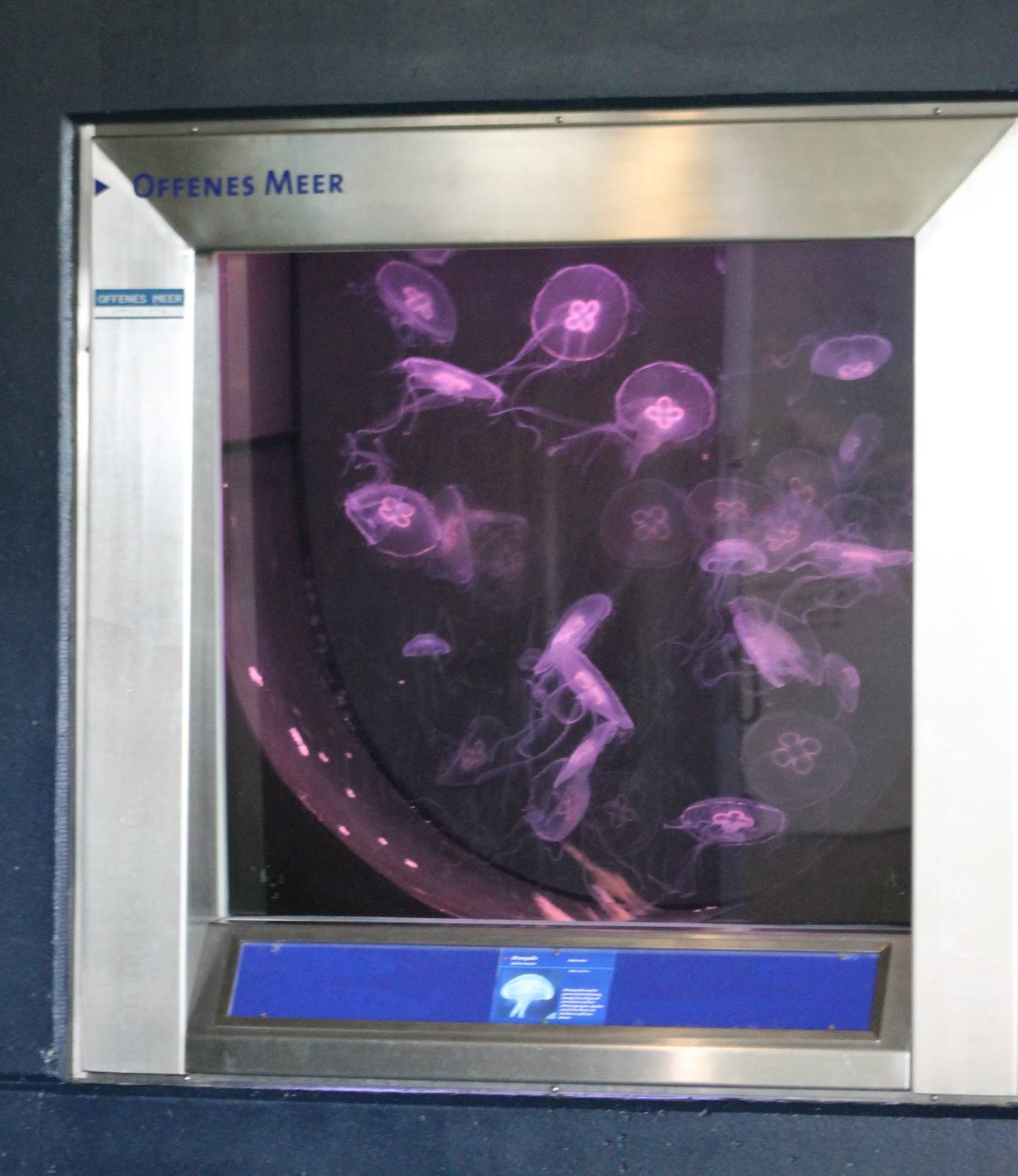 Jellyfish aquarium