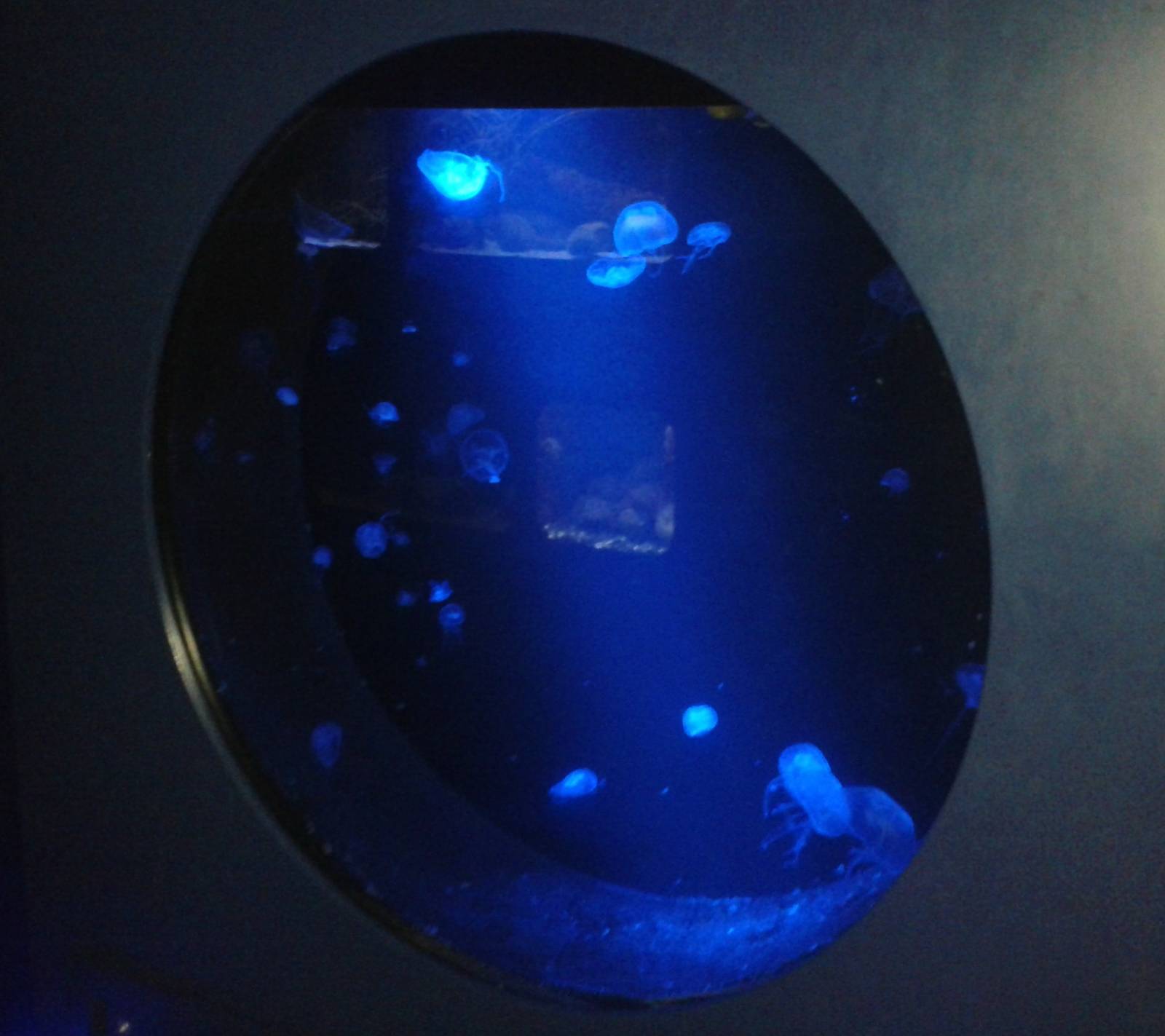 Jellyfish aquarium