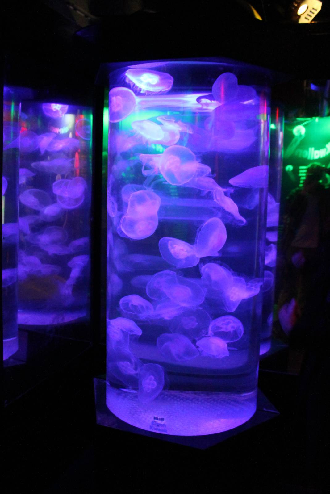 Jellyfish-aquarium