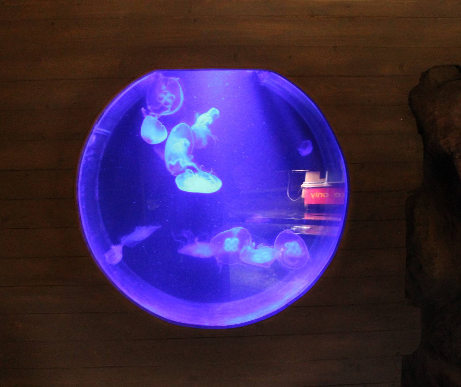 Jellyfish aquarium