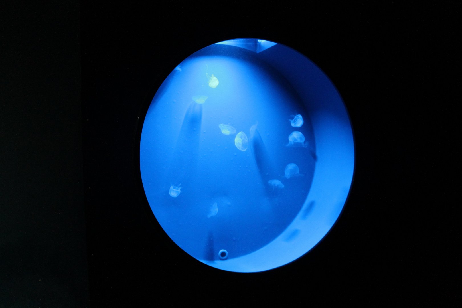 Jellyfish-aquarium