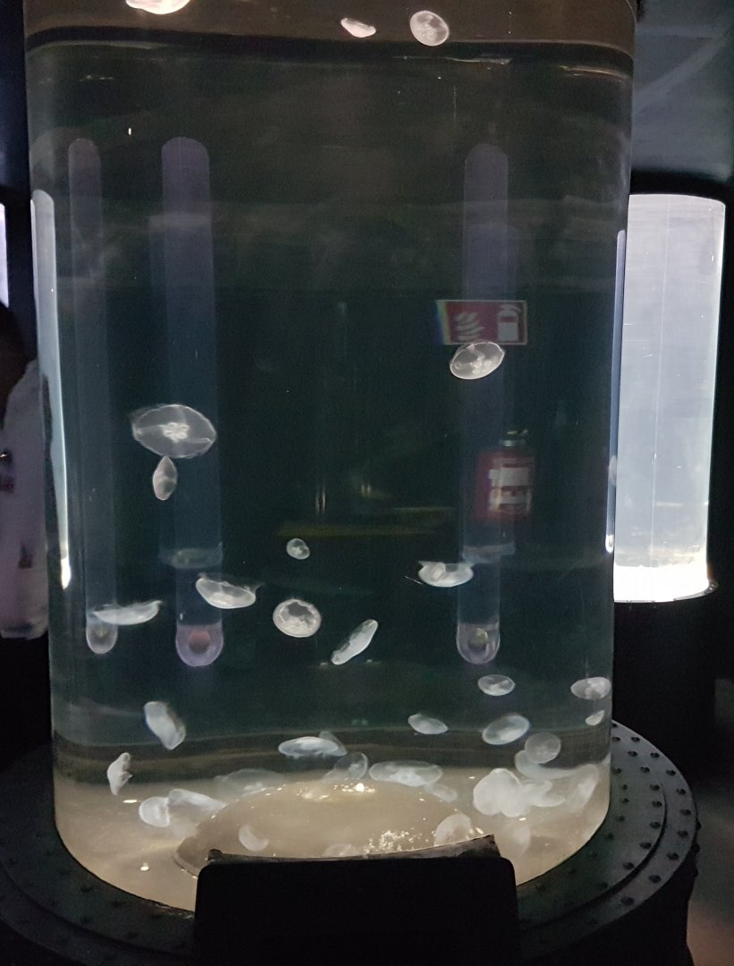 Jellyfish-aquarium