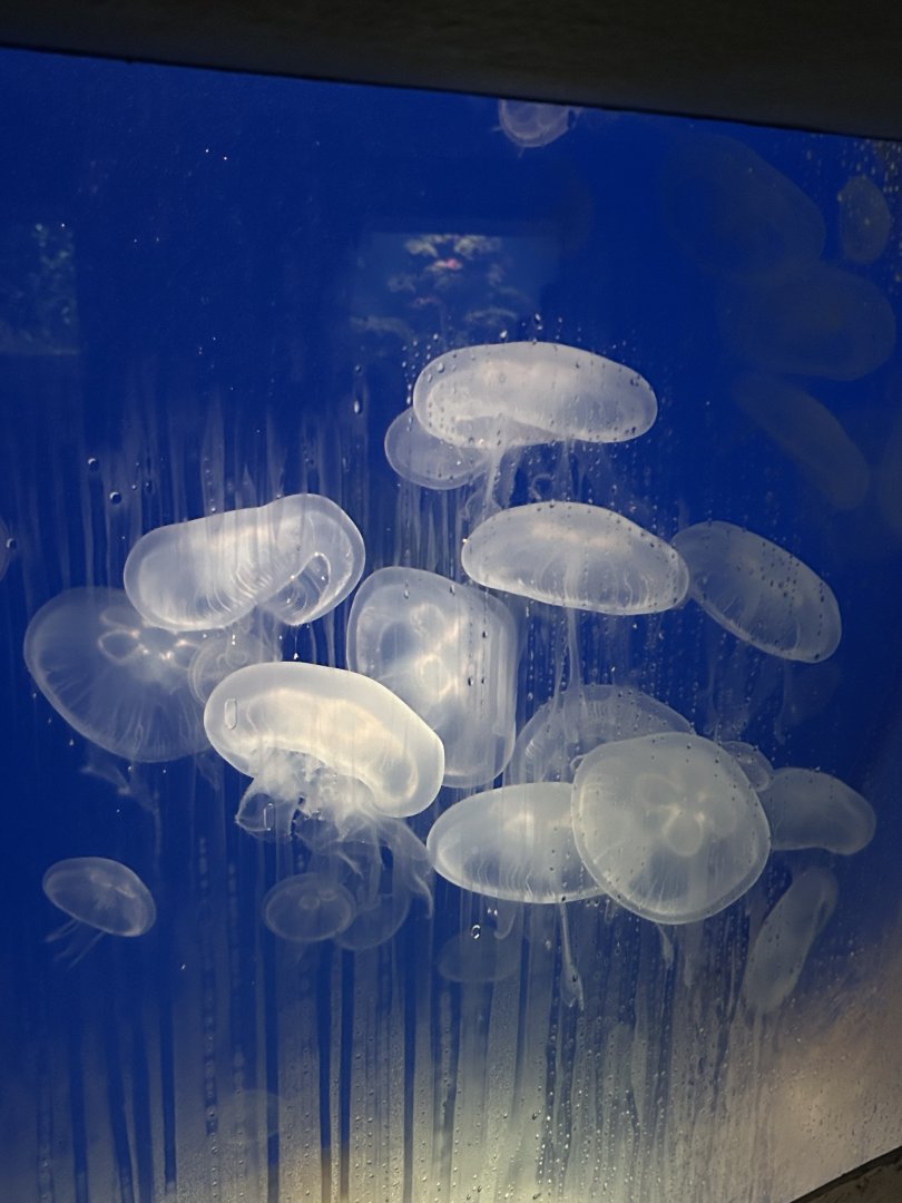 Jellyfish aquarium
