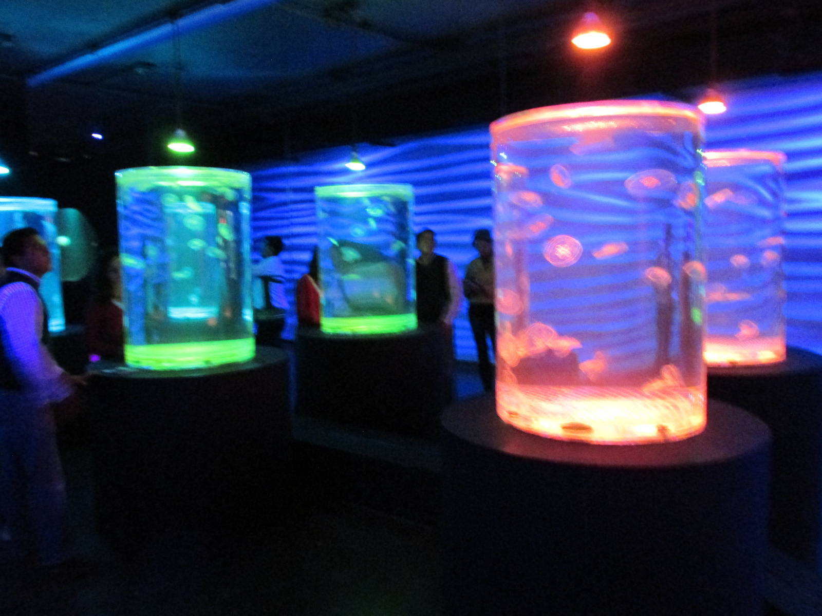 jellyfish area acuario inbursa