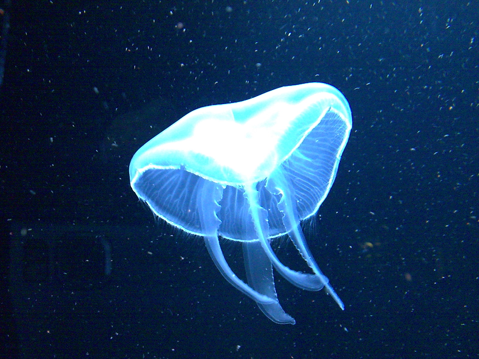 Jellyfish at Berlin Zoo Aquarium