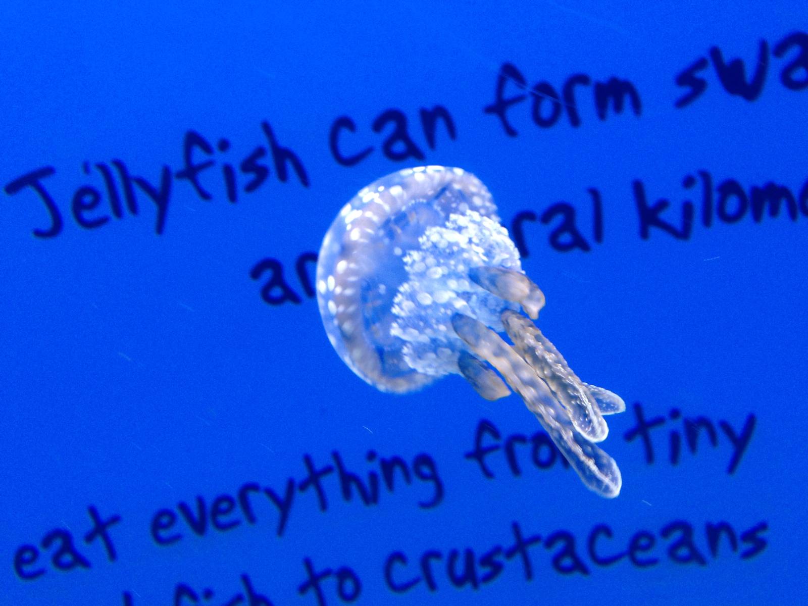 Jellyfish at Blue Planet Aquarium - 05/10/2013