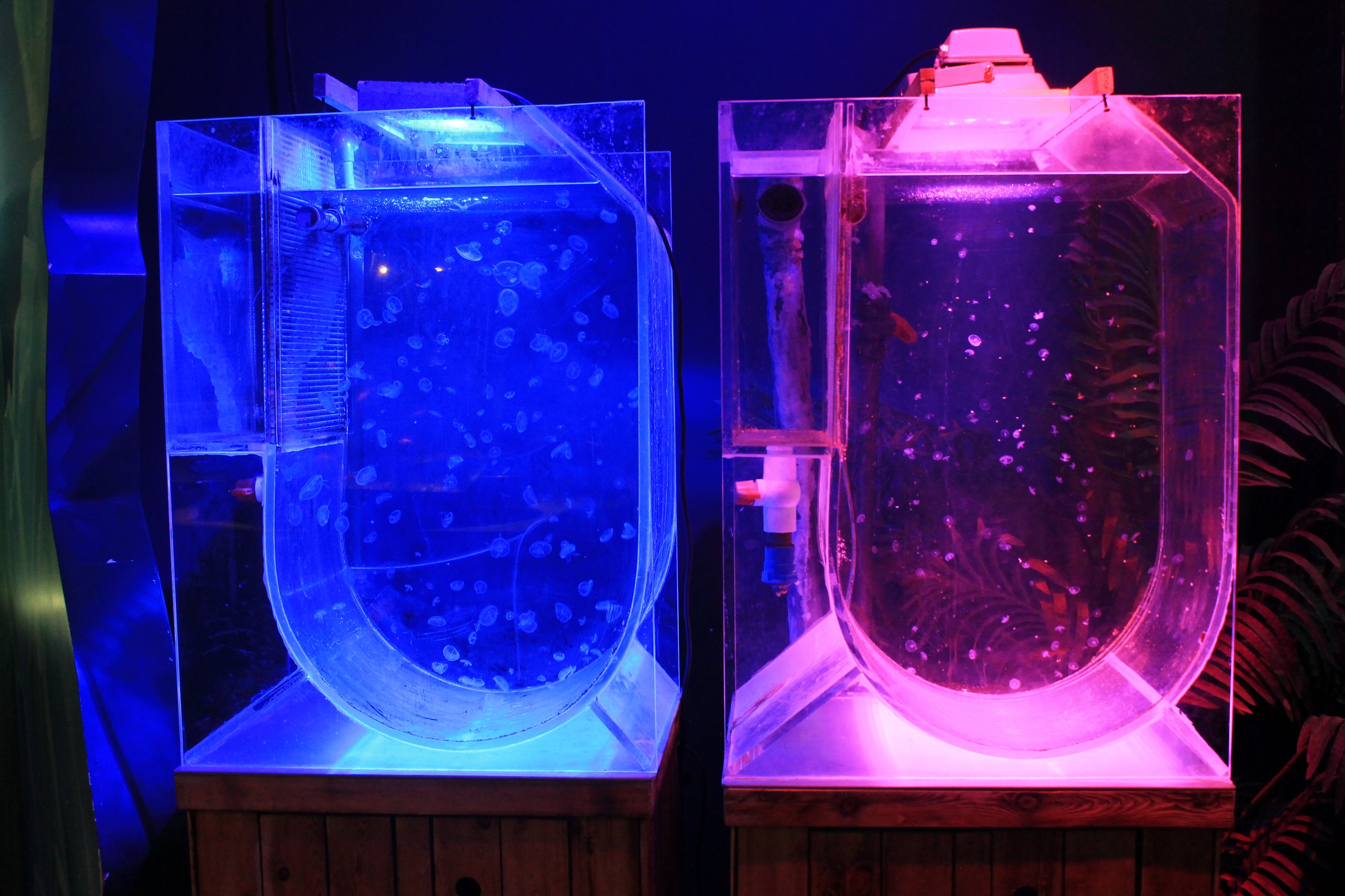 Jellyfish at Fantasy Aquarium, Xi'an