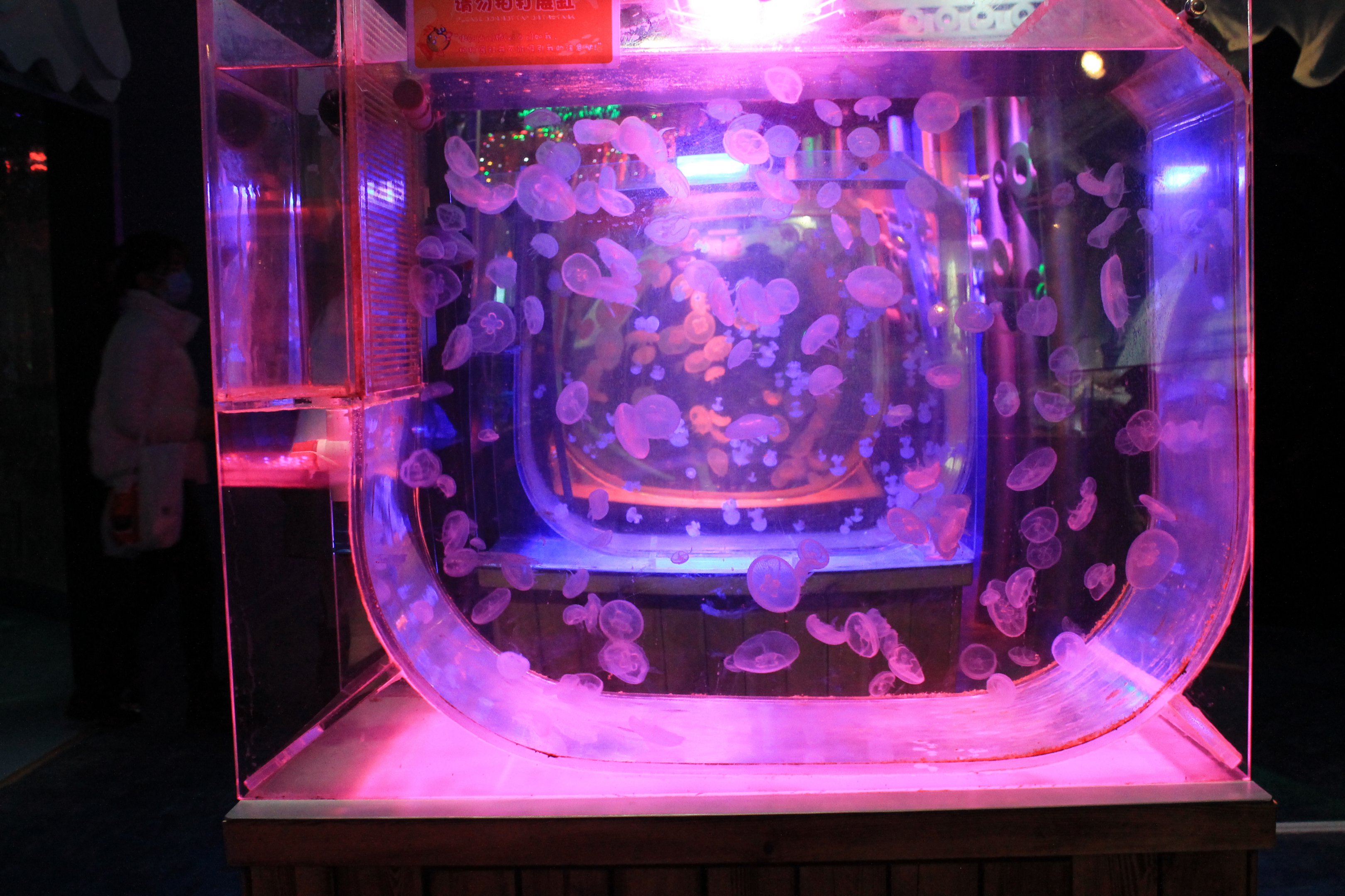 Jellyfish at Fantasy Aquarium, Xi'an